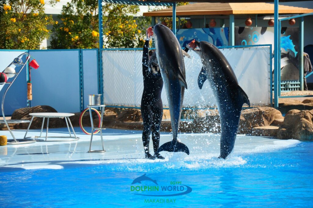 499469793_3689828324495064_157642543213112741_n