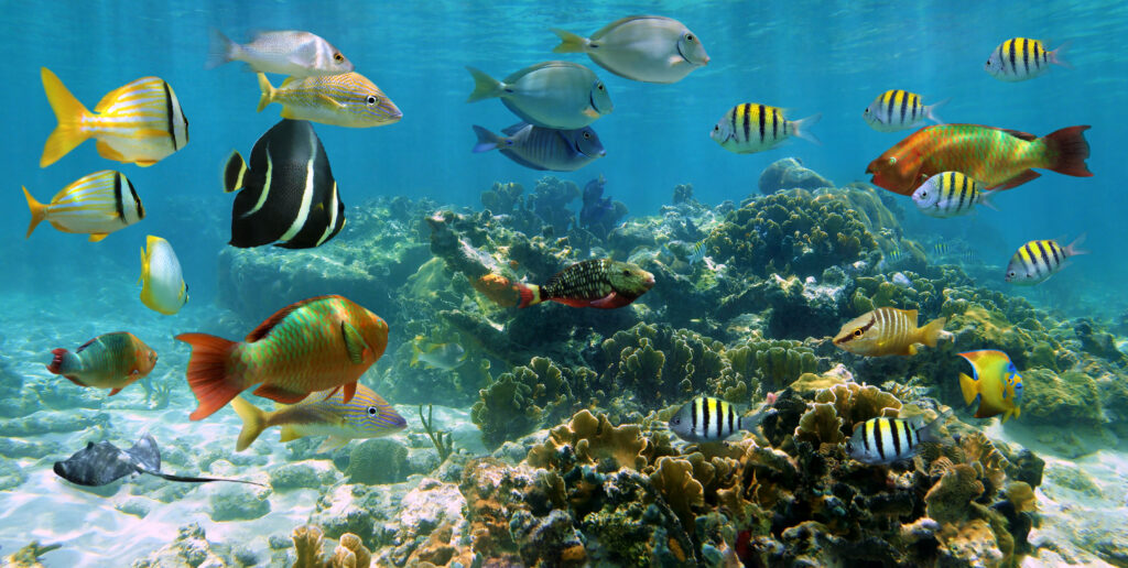 Panorama in a coral reef with shoal of fish