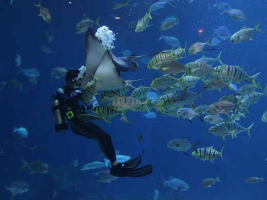 stingray-4392776_1280